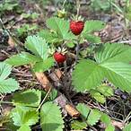 forest strawberry bet led to a fire ride hunt4k